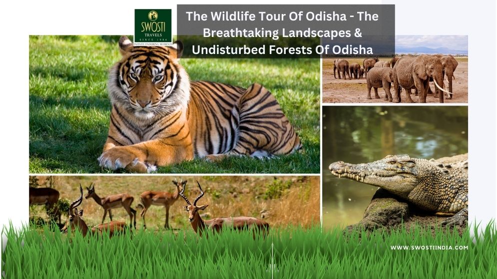 The Wildlife Tour Of Odisha –  The Breathtaking Landscapes & Undisturbed Forests Of Odisha